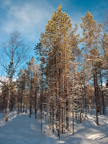 Arctic Course Woods - Ice Raven - Sub Zero Adventure - Copyright Gary Waidson, All rights reserved.