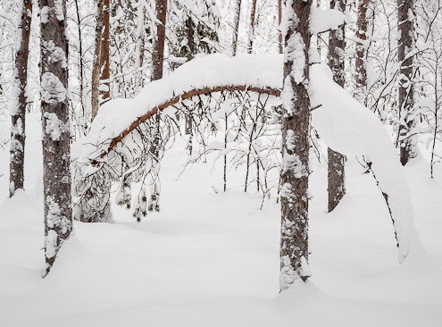 Bent Tree - Ice Raven - Sub Zero Adventure - Copyright Gary Waidson, All rights reserved.