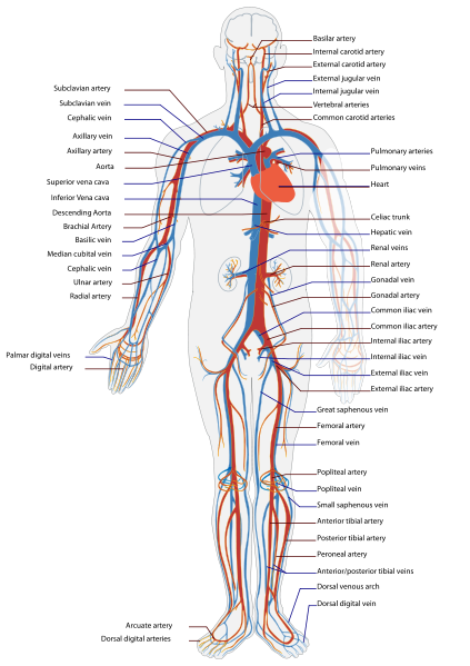 Circulatory_System