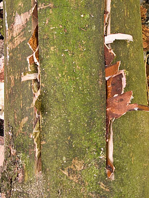 Fire Log prepared and stuffed with kindling. - Ice Raven - Sub Zero Adventure - Copyright Gary Waidson, All rights reserved.