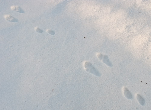 Mountain Hare Trail - Ice Raven - Sub Zero Adventure - Copyright Gary Waidson, All rights reserved.