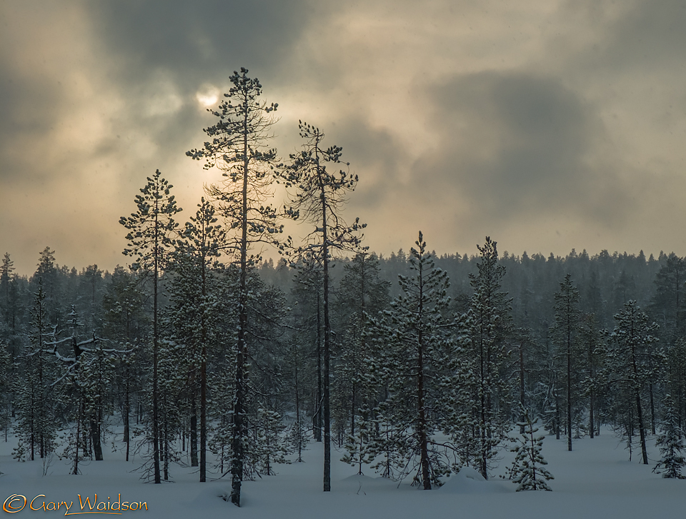 Finish Taiga - Ice Raven - Sub Zero Adventure - Copyright Gary Waidson, All rights reserved.