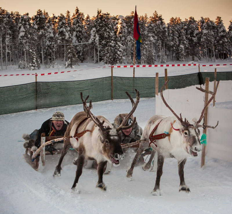 Reindeer race - Ice Raven - Sub Zero Adventure - Copyright Gary Waidson, All rights reserved.