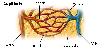 capillaries